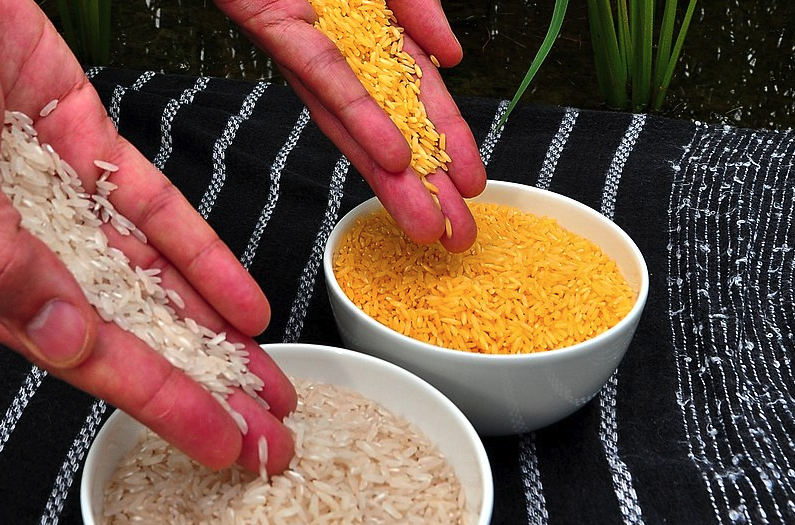 golden-rice-1