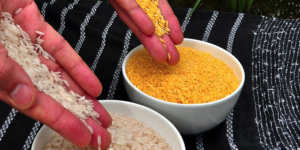 golden rice