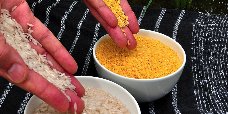 golden rice