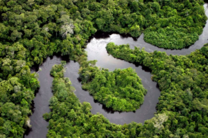 Amazonas-Regenwald