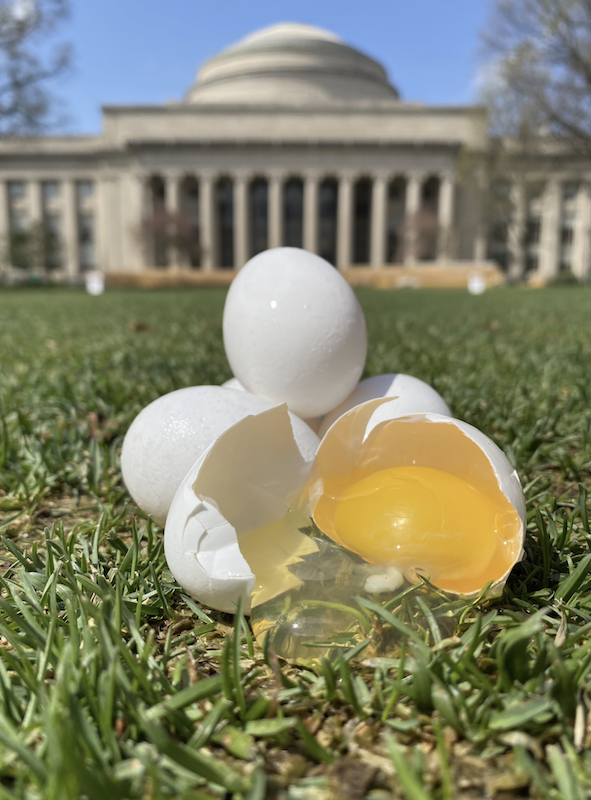 Eier vor dem MIT
