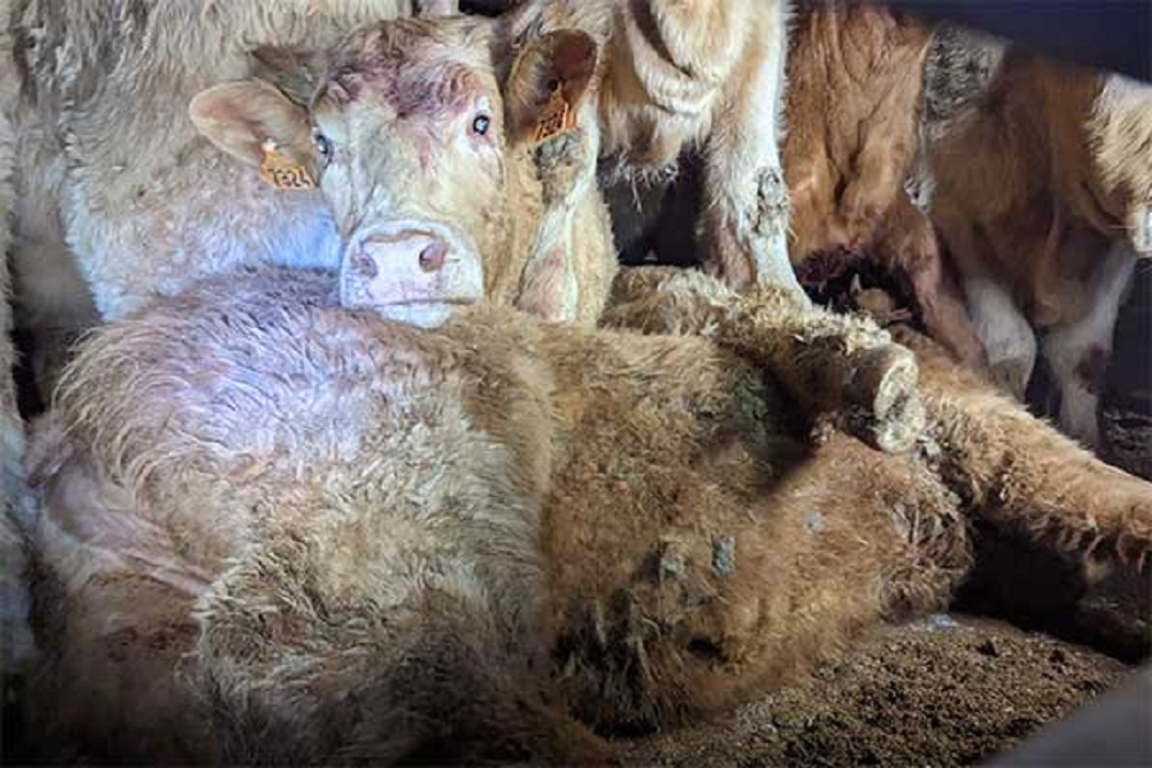 Tiertransport Kühe