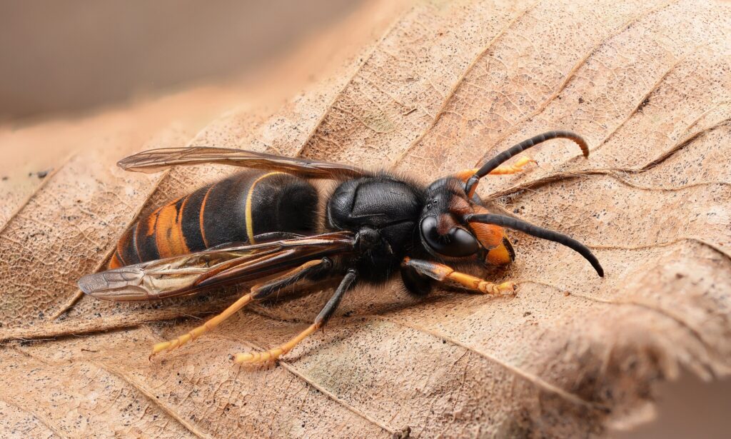 2048px-Asian_hornet_(33965402201)_(2)