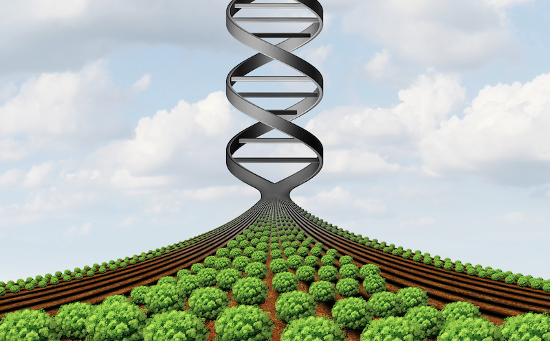 Gentechnologie Landwirtschaft