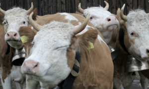 Fleisch geniessen – aber möglichst von Bio-Haltung auf Weiden