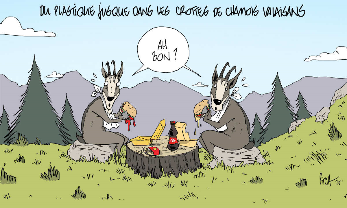 Gämsen flach