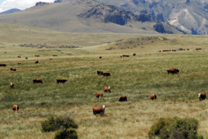 Patagonien Rinder