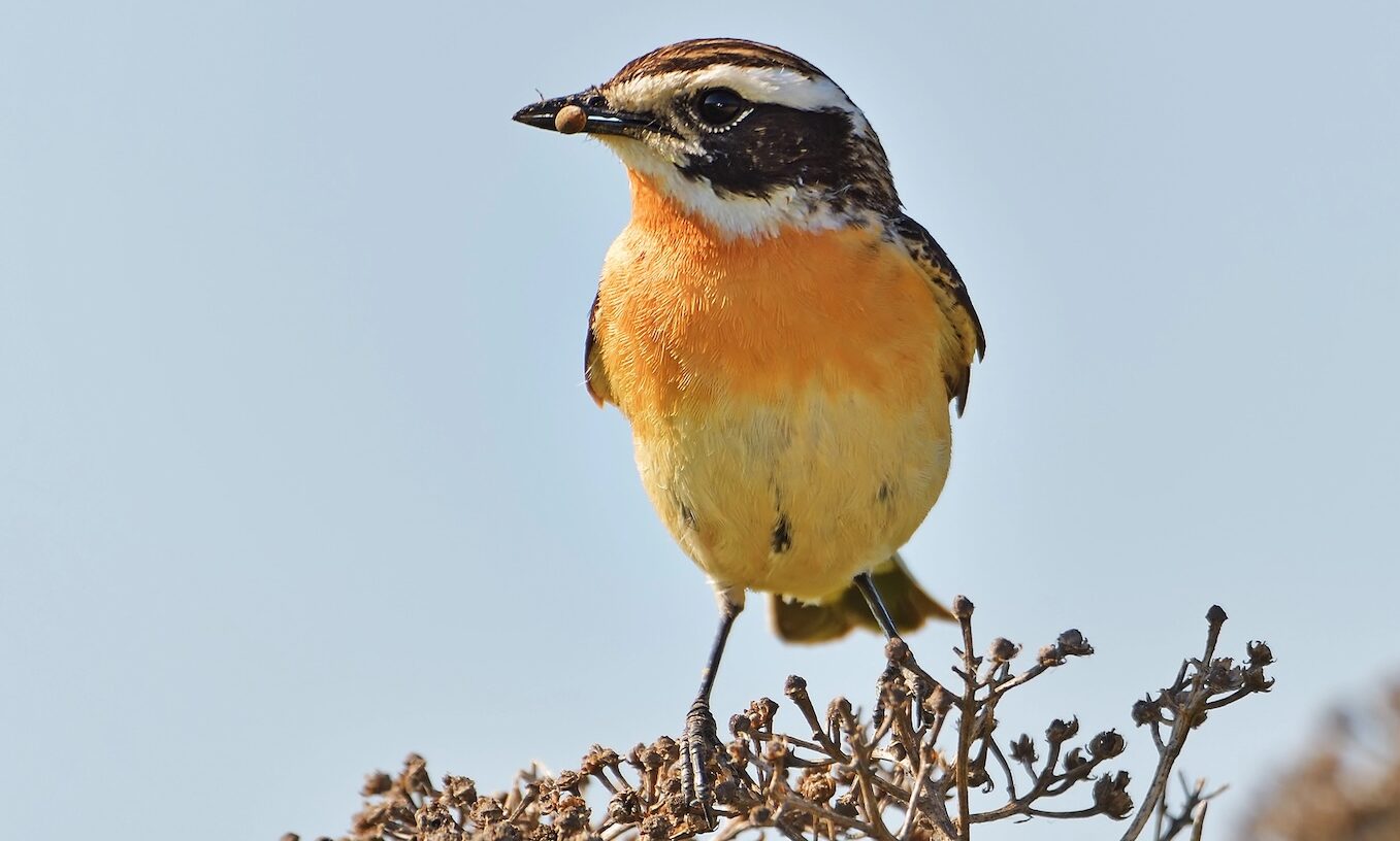 Whinchat. Saxicola rubetra. Male. Spring.