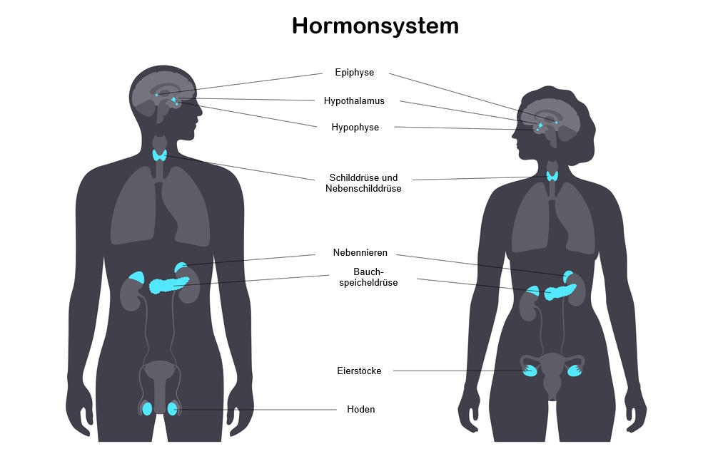 Human endocrine system