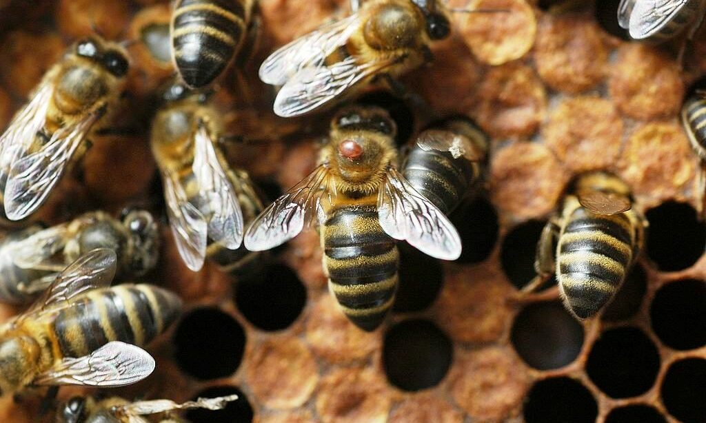 US-Bienenhalter-verlieren-60-Prozent-ihrer-Bienenv-lker