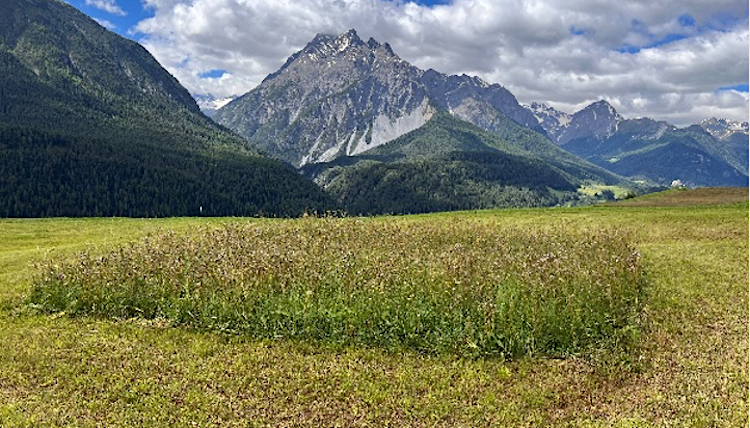 Nest von Braunkehlchen