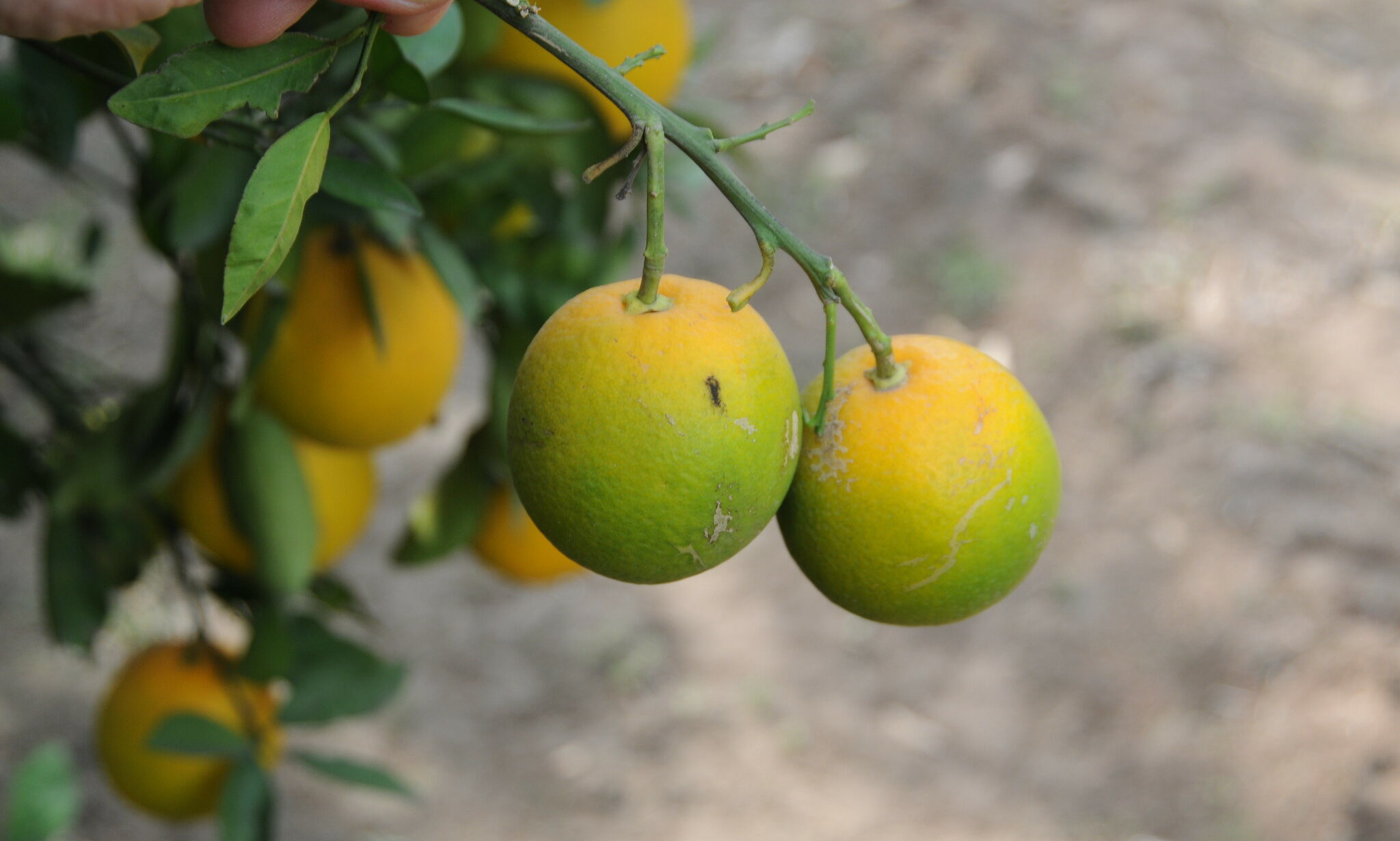 citrus-greening