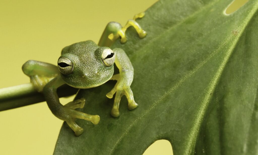 glass frog