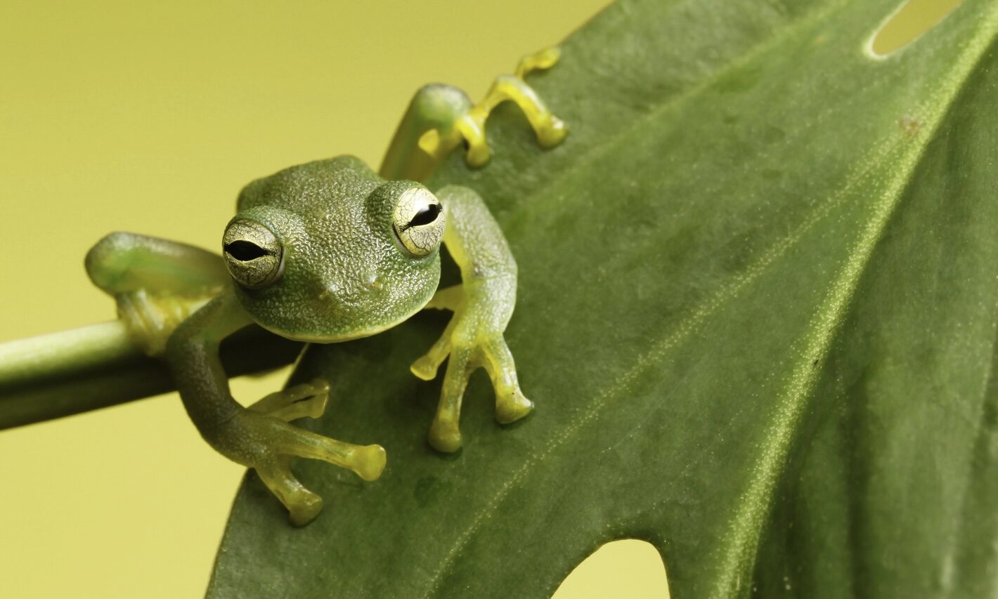 glass frog