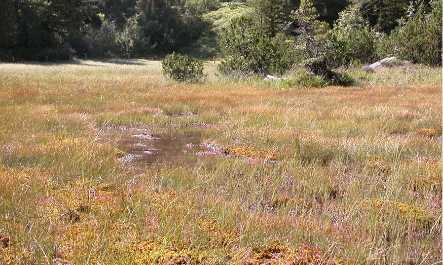 Hochmoor