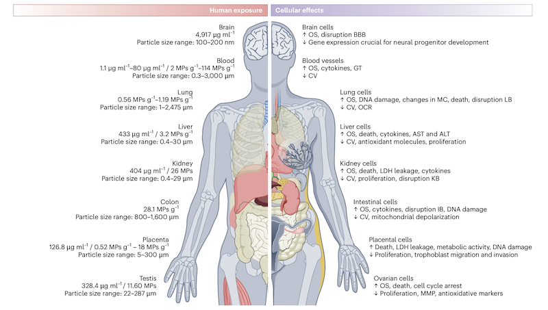 Auswirkungen von Mikroplastik auf den menschlichen Körper