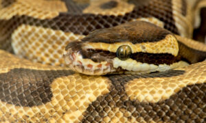 Python Royal python