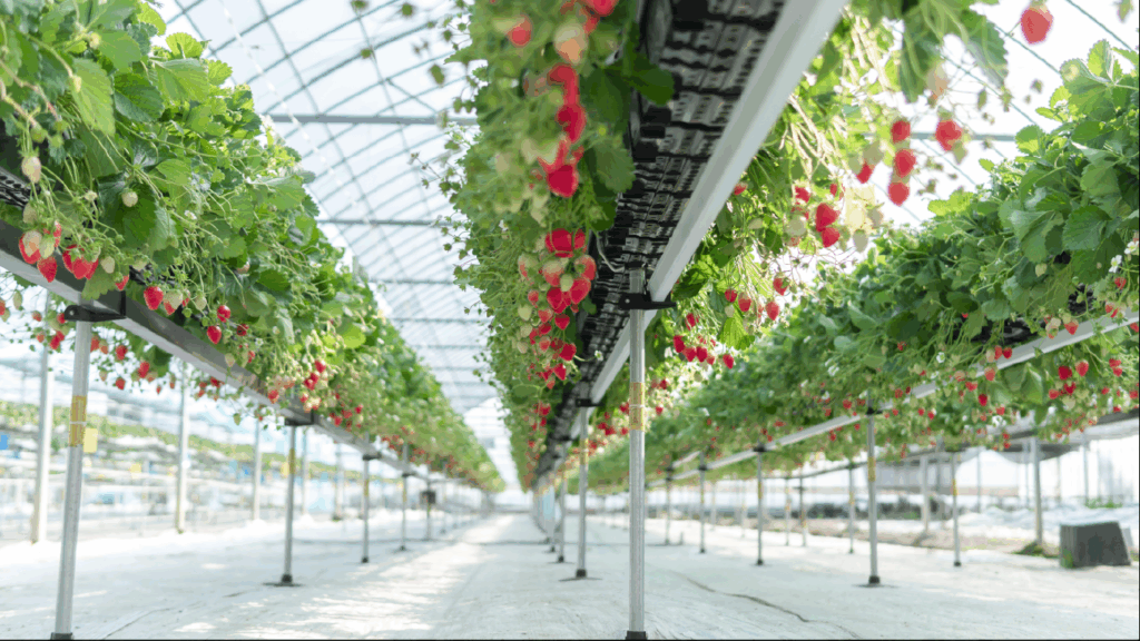 Hors-Sol-Anbau Erdbeeren Plantlogic