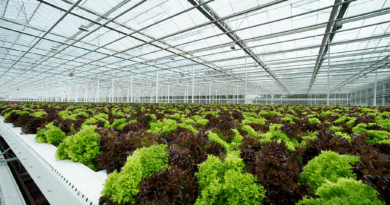 Hors-Sol-Anbau Salatgarten Forster Oftringen