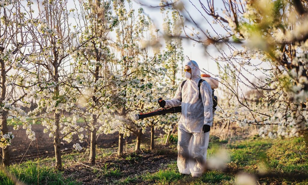 Man in protective suit and mask walking trough orchard with pollinator machine on his backs and spraying trees with pesticides.