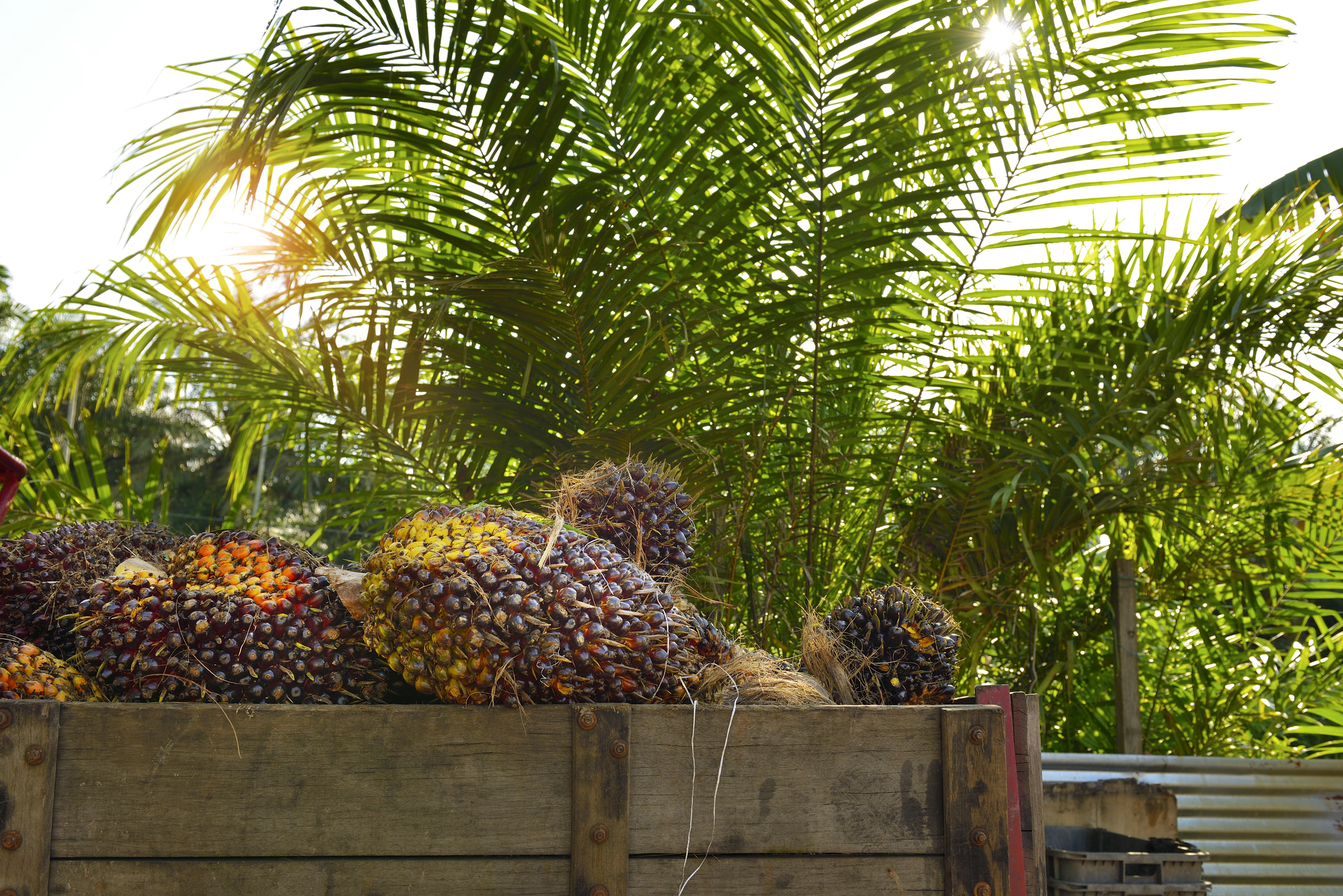 Depositphotos_411243058_L Palmöl Afrika