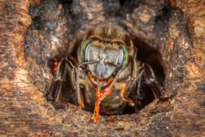 Melipona_eburnea_1-1024x683