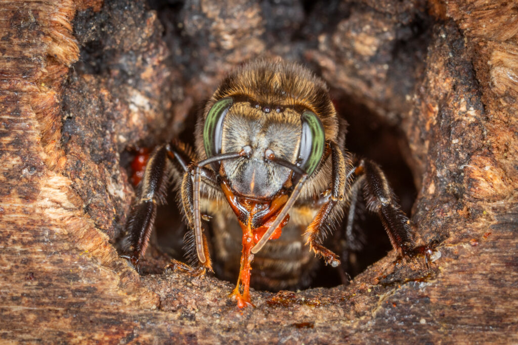 Melipona_eburnea_1-1024x683