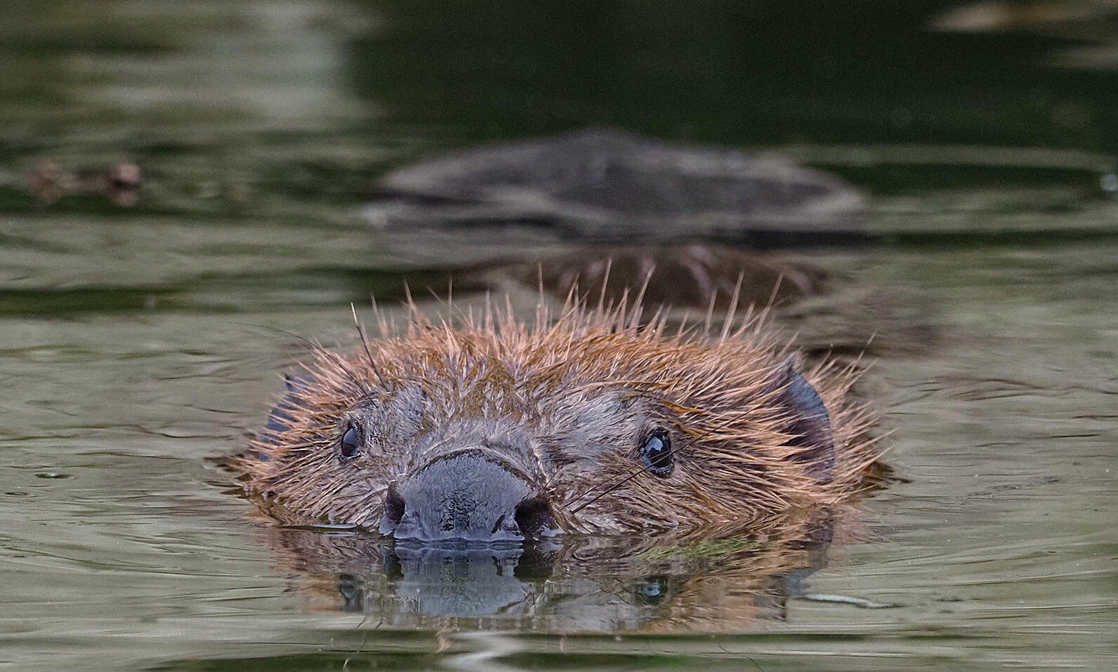 49007617491_a32d279fca_h