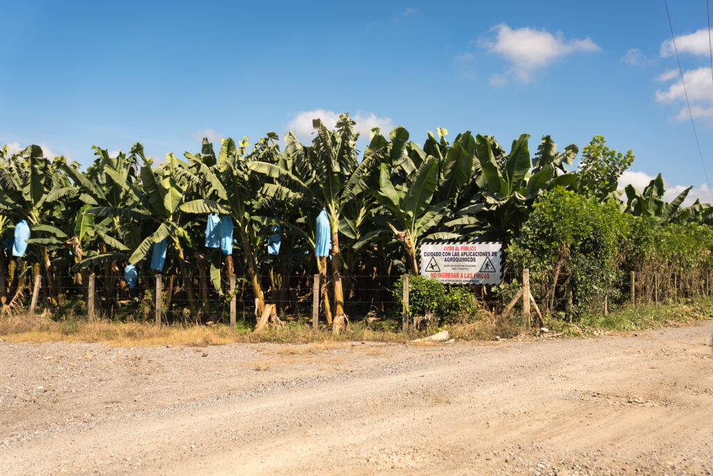 Chiquita Bananenplantage in Guatemala