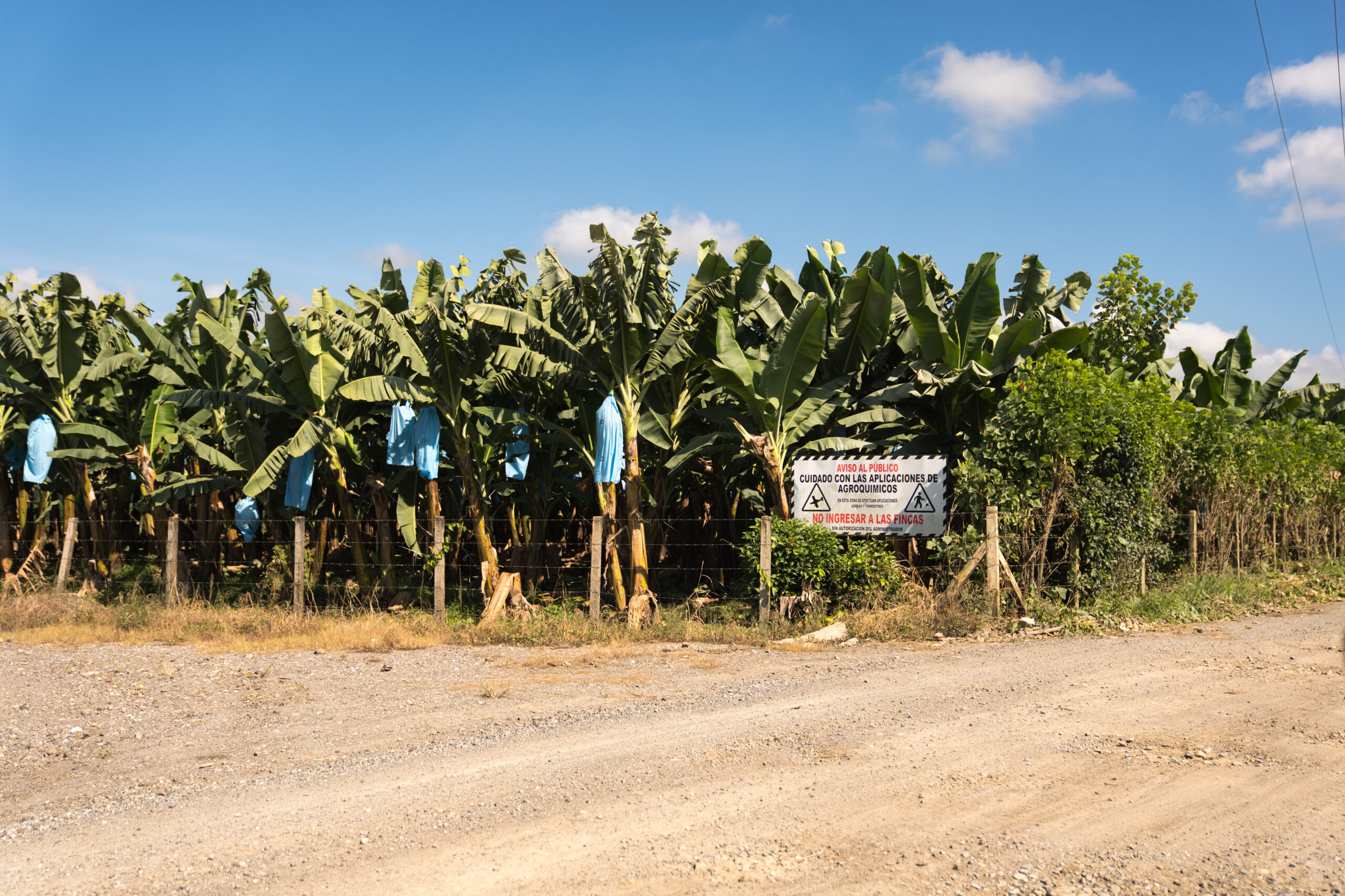 Chiquita Bananenplantage in Guatemala
