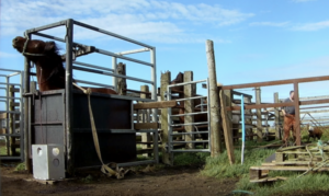 Blutstuten leiden für die Schweinezucht