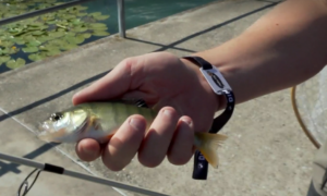 Wer viel Fisch isst, riskiert hohe PFAS-Werte