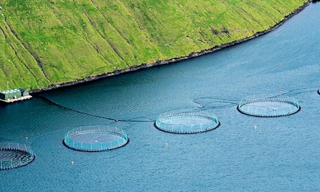 Salmon_aquaculture_Klaksvík