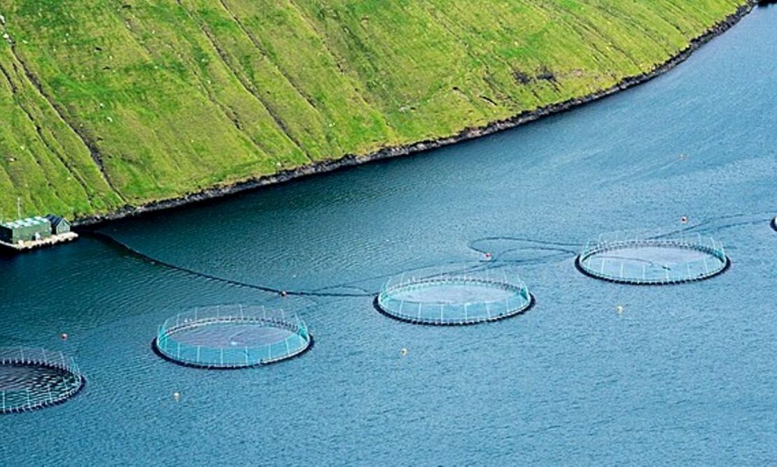 Salmon_aquaculture_Klaksvík