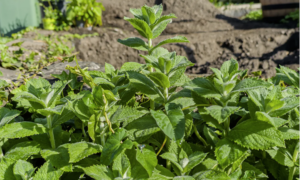 Minze richtig trocknen: So bleiben Aroma und Farbe erhalten