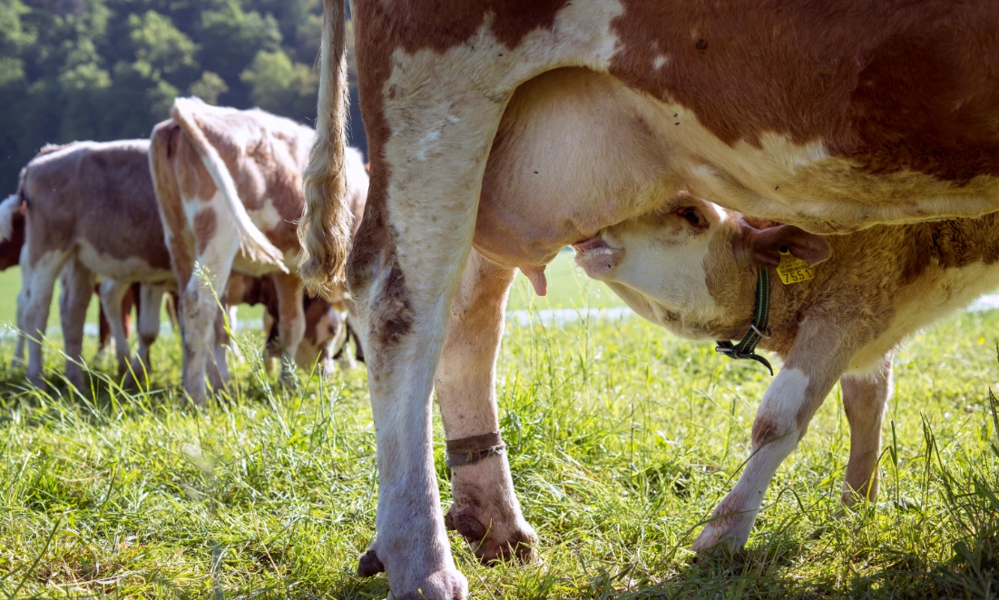 kaelbchen-trinkt-milch-auf-weide