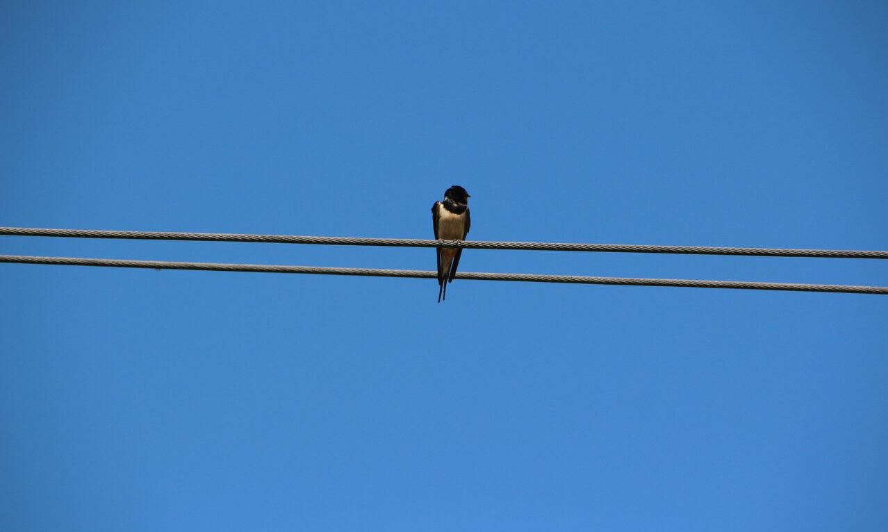 nature-bird-wing-sky-line-spring-769216-pxhere.com