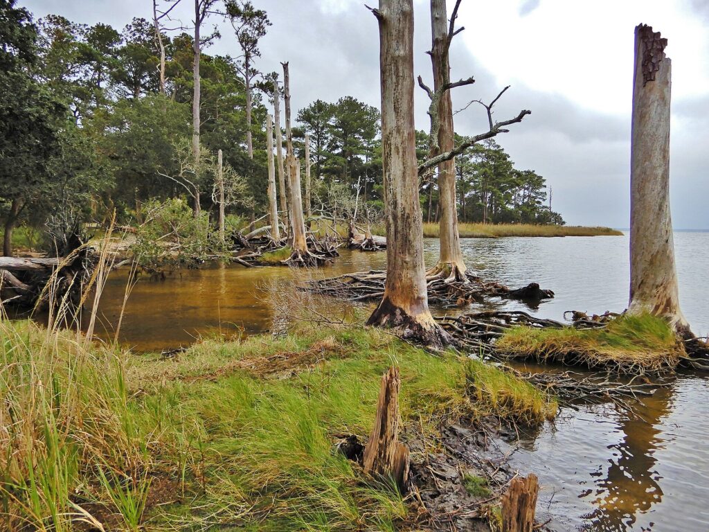 1920px-Ghost_forest_in_Nags_Head_Woods,_North_Carolina_-_KG_(51)_(37946258775)