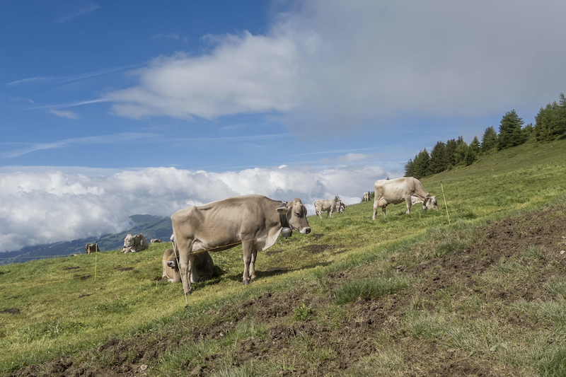 Milchkühe auf der Bündner Alp dil Plaun