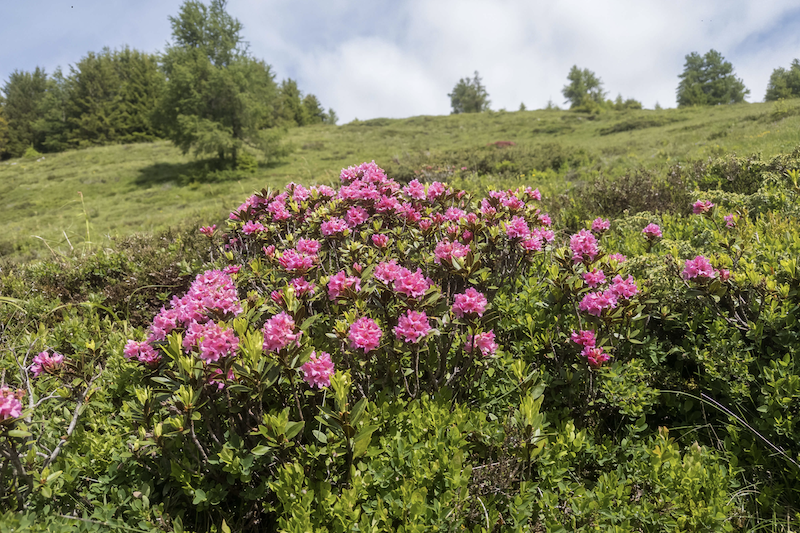 Alpenrosen und Heidelbeeren