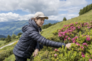 Forschung auf der Alp soll Alpenrosen eindämmen