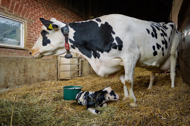Holstein