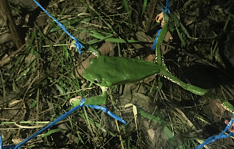 Riesenmakifrosch Kambô