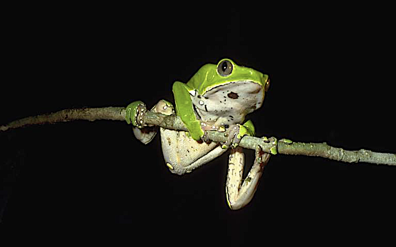 Phyllomedusa bicolor